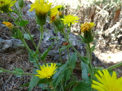 Hieracium amplexicaule
