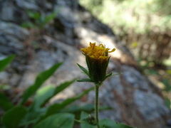 Hieracium amplexicaule