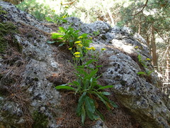 Hieracium amplexicaule