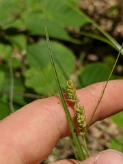 Carex hirsutella