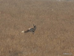 Vulpes vulpes pusilla