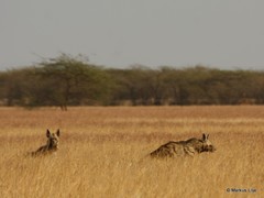 Hyaena hyaena