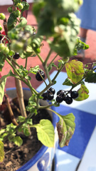 Solanum
