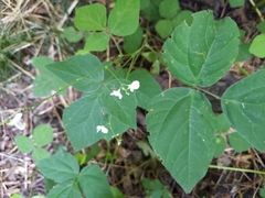 Hylodesmum pauciflorum