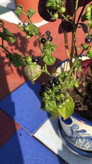 Solanum