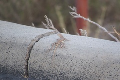 Callisaurus draconoides ventralis