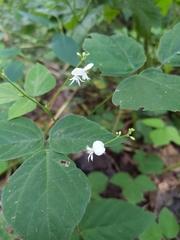 Hylodesmum pauciflorum