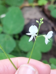 Hylodesmum pauciflorum