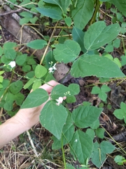 Hylodesmum pauciflorum