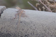 Callisaurus draconoides ventralis