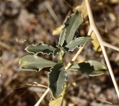 Penstemon albomarginatus