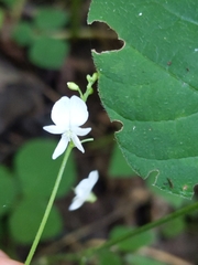 Hylodesmum pauciflorum