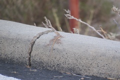 Callisaurus draconoides ventralis