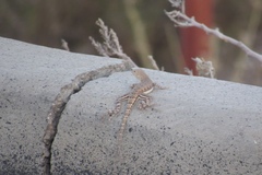 Callisaurus draconoides ventralis