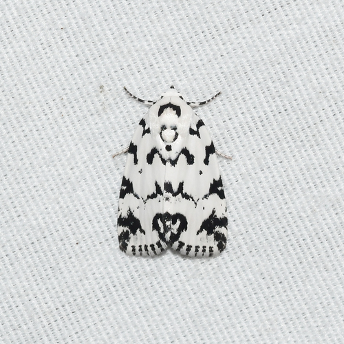 Hebrew Moth