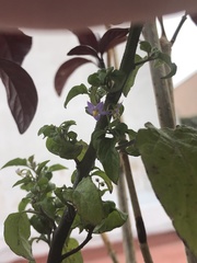 Solanum
