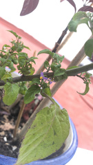 Solanum