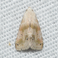 Eublemma minima