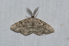 Hypomecis umbrosaria