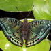 Brush-footed Butterflies - Photo (c) Firos AK, some rights reserved (CC BY), uploaded by Firos AK