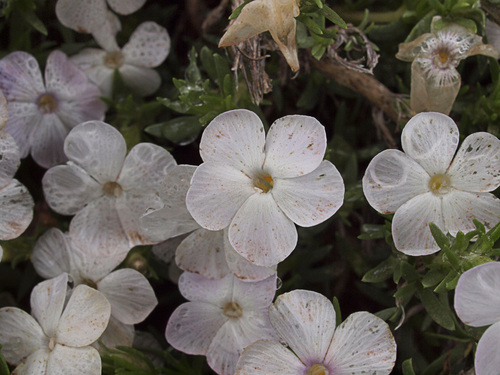 Phlox diffusa ssp. longistylis