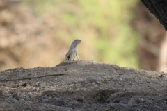 Callisaurus draconoides ventralis