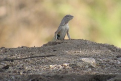 Callisaurus draconoides ventralis