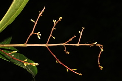 Miconia splendens