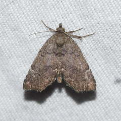 Cutina aluticolor