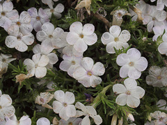 Phlox diffusa longistylis