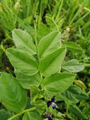 Vicia narbonensis