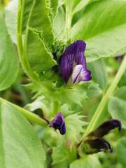 Vicia narbonensis