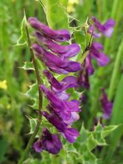 Vicia eriocarpa