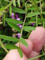 Vicia eriocarpa