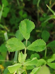 Medicago orbicularis