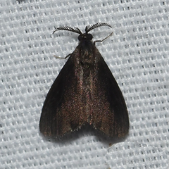 Cryptothelea gloverii