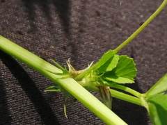 Medicago orbicularis