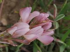 Onobrychis humilis matritensis
