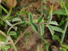 Onobrychis humilis matritensis