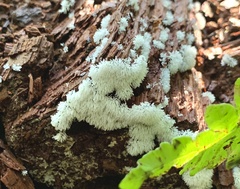 Ceratiomyxa fruticulosa fruticulosa
