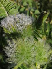 Astragalus alopecuroides