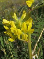 Astragalus alopecuroides