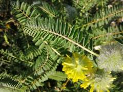 Astragalus alopecuroides