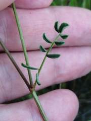 Hippocrepis scabra