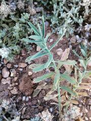 Euphorbia serrata