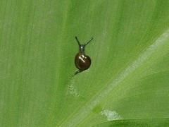 Helicarion