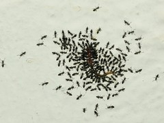 Technomyrmex albipes