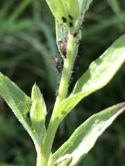 Uroleucon jaceae