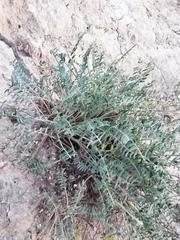 Onobrychis humilis matritensis