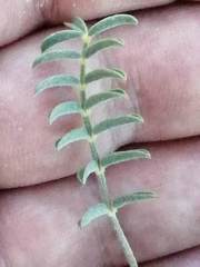 Onobrychis humilis matritensis